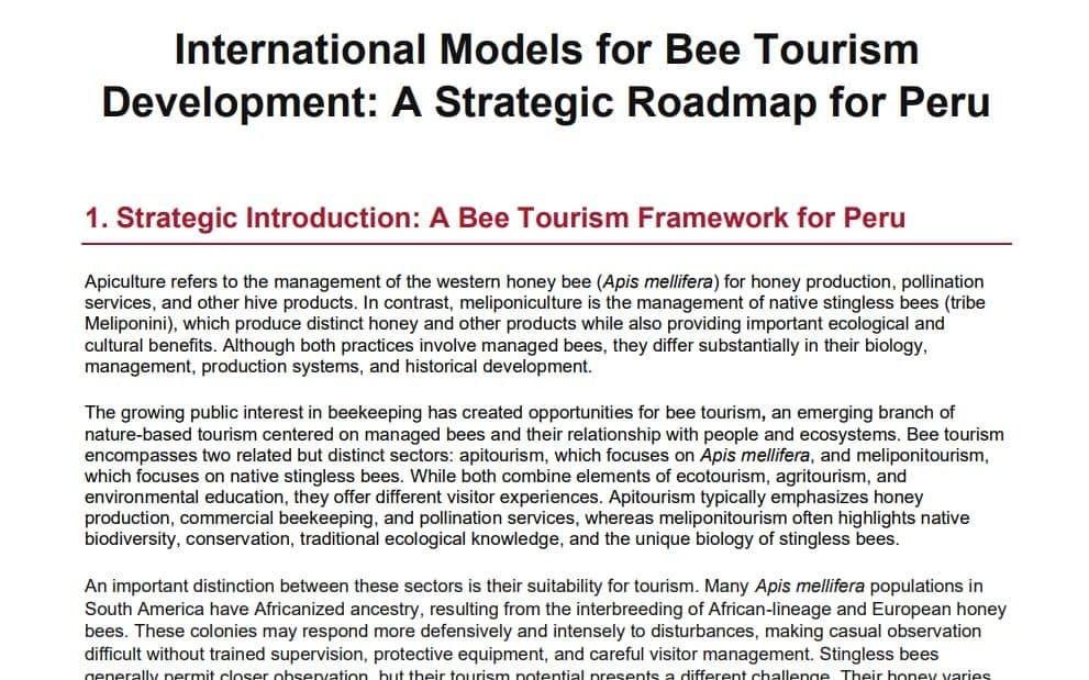 The report’s first page, titled “International Models for Bee Tourism Development: A Strategic Roadmap for Peru”, opening on the distinction between apiculture and meliponiculture.